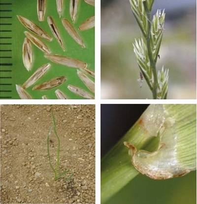 Perennial rye-grass at four growth stages